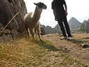 Machu Picchu Peru Inka (69)