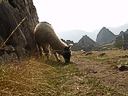 Machu Picchu Peru Inka (70)