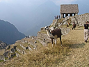 Machu Picchu Peru Inka (80)