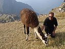 Machu Picchu Peru Inka (81)