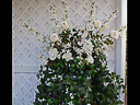Bud-weding-2004-034